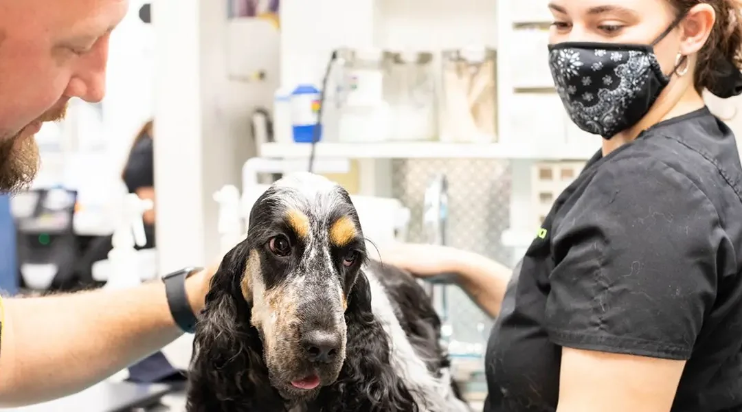 A veterinarian and veterinary technician examining a dog
