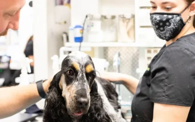 6 Ways to Advance Your Vet Tech Career