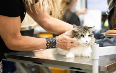 Top 7 Warning Signs of Cancer in Pets