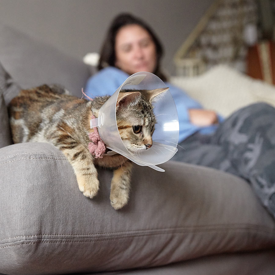 cat wearing cone with owner in background