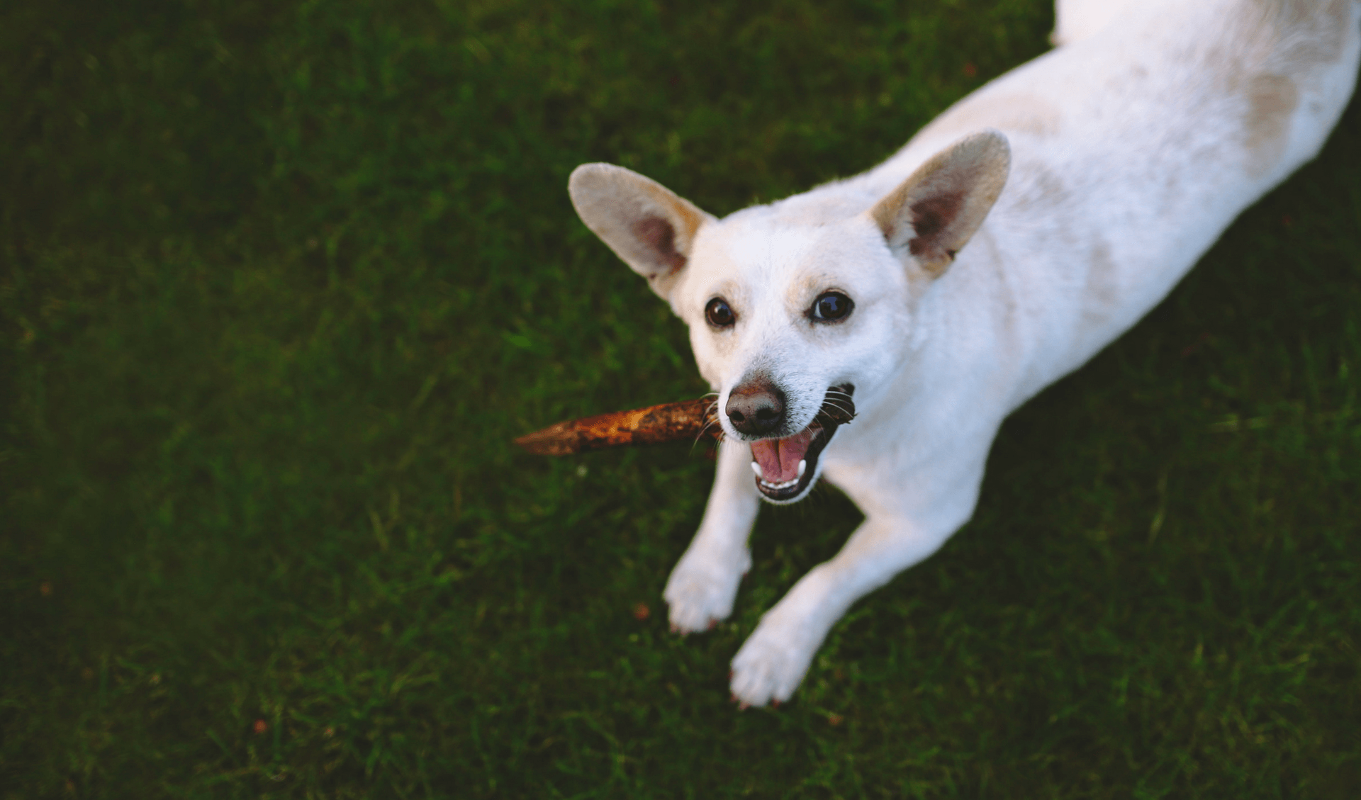 A happy dog with a stick in the grass