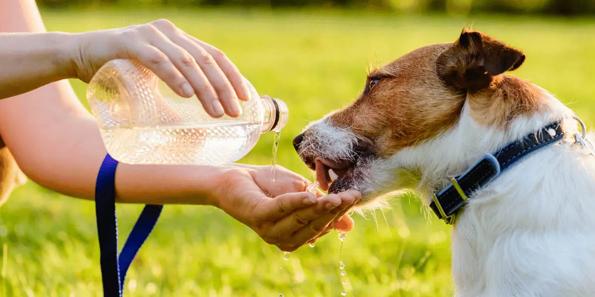 A women pouring water from a bottle into her hand while her dog drinks from it