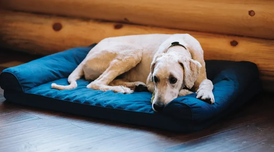 A senior dog laying on a dog bed