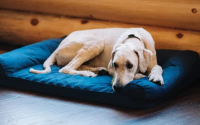 Telling Signs of Pain in Cats and Dogs