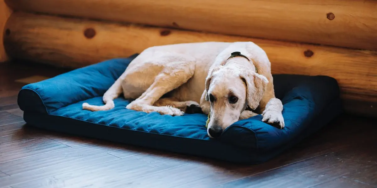 A senior dog laying on a dog bed