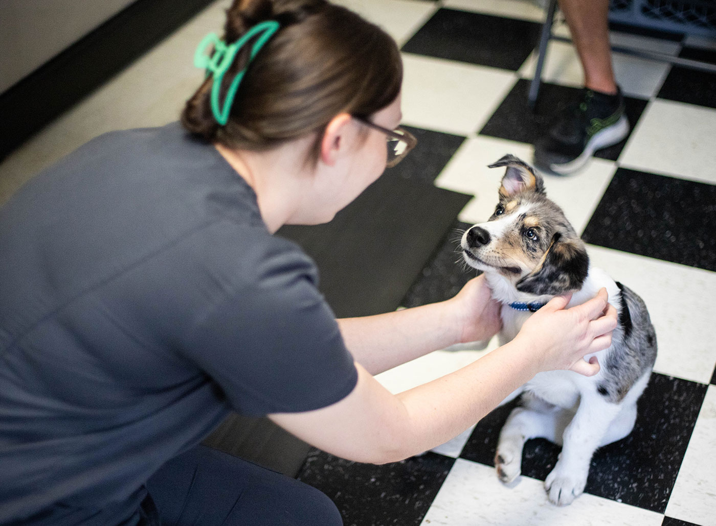 puppy being affectionately pet by veterinary team member