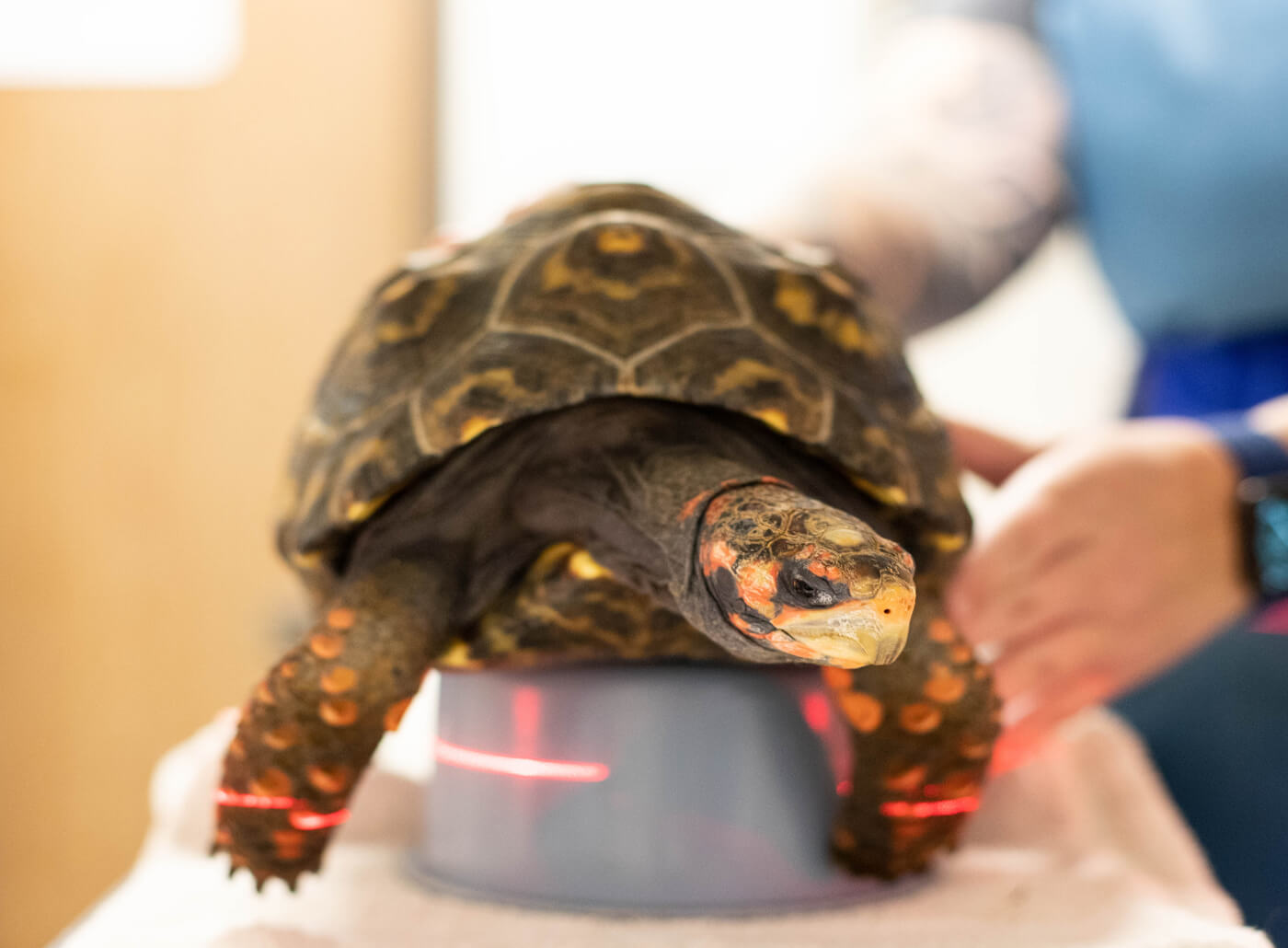 closeup of tortoise being carefully positioned on platform at veterinary clinic