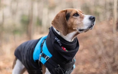 Pamper Your Pet and Participate in Your Vet’s Loyalty Specials!