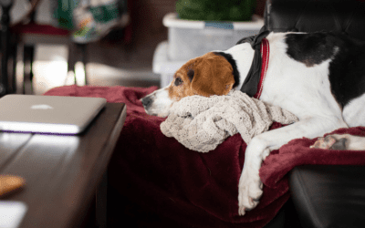 Canine Behavior Problems: How to Address Separation Anxiety in Dogs