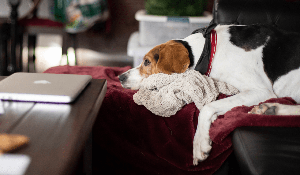 How To Address Separation Anxiety In Dogs PetDesk