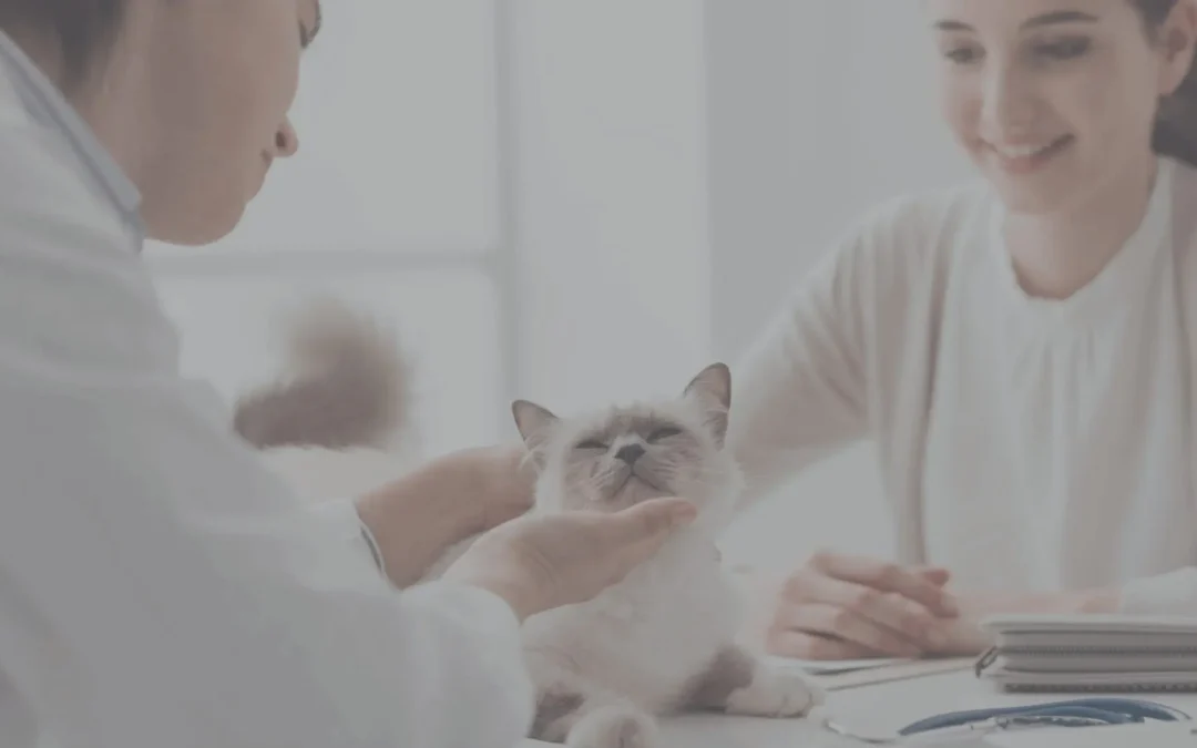 Veterinarian examining a happy cat while chatting with client
