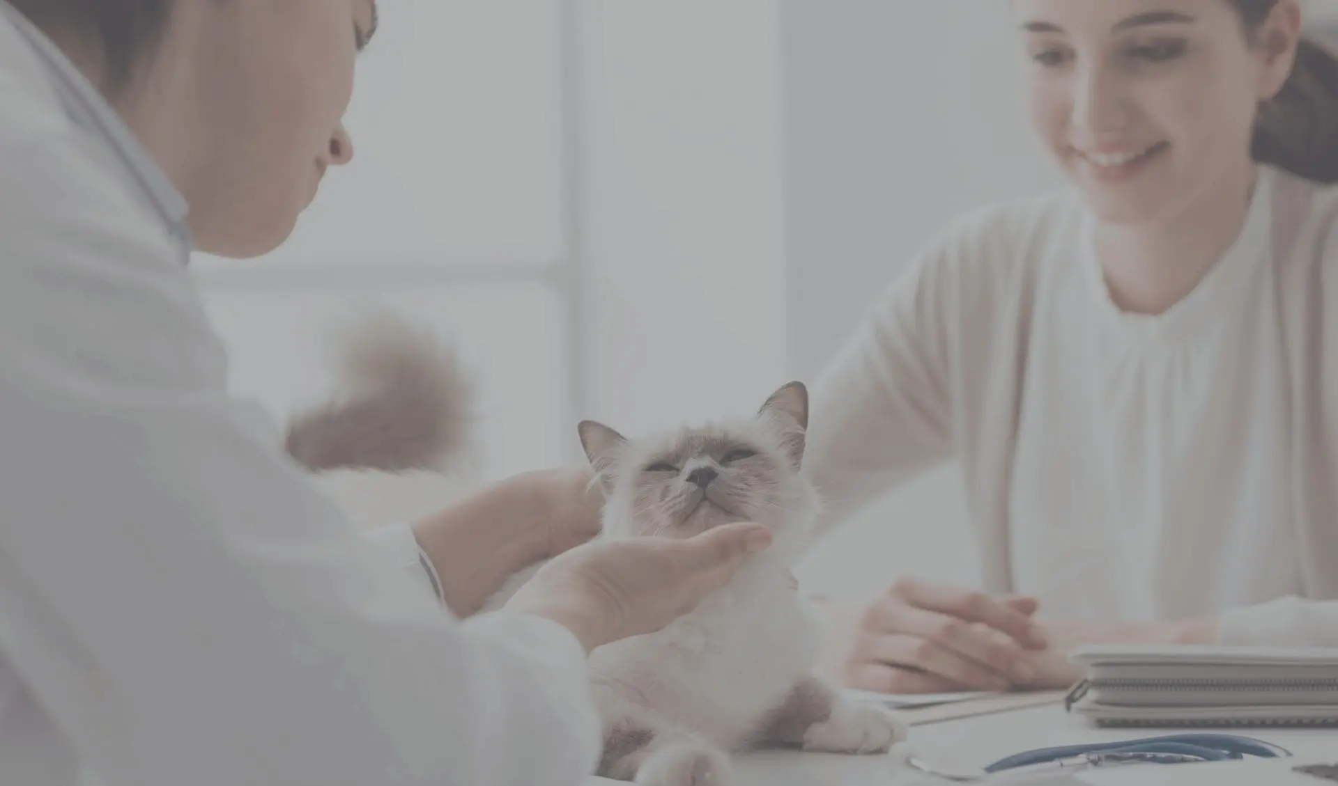Veterinarian examining a happy cat while chatting with client