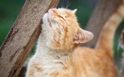 Fleas 101: 5 Facts You Didn’t Know, But Should