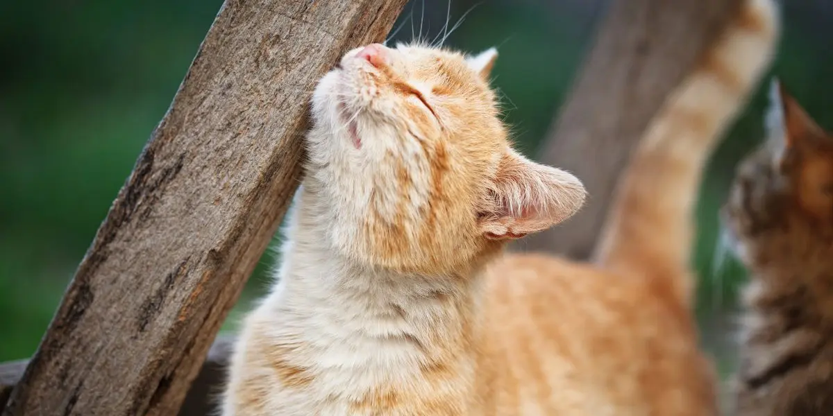 A cat rubbing up against a wooden fence