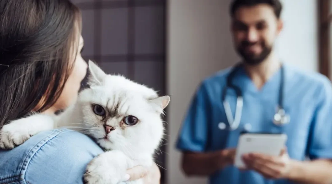 Client holding their cat while chatting with a DVM
