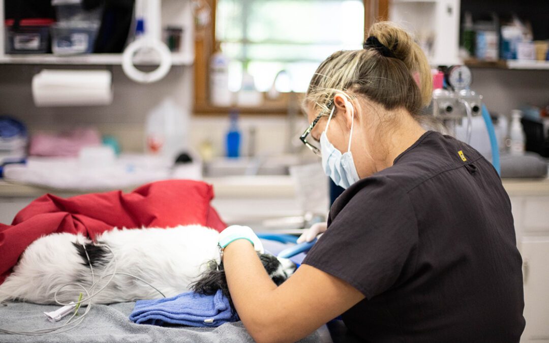 A vet tech performing a dental cleaning