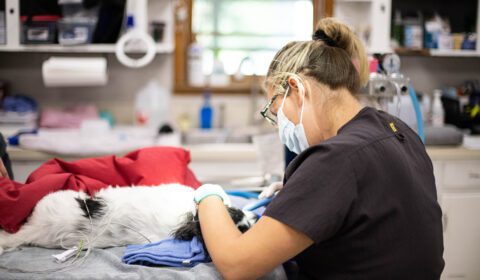 How To Become A Vet Tech In 5 Steps | PetDesk