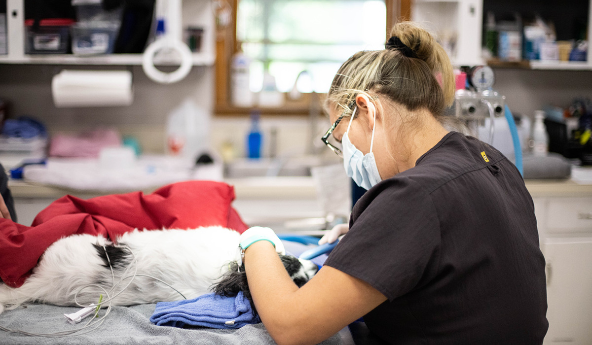 A vet tech performing a dental cleaning