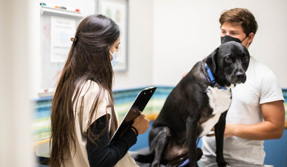 Cost Vs. Care How To Discuss Finances With Pet Owners