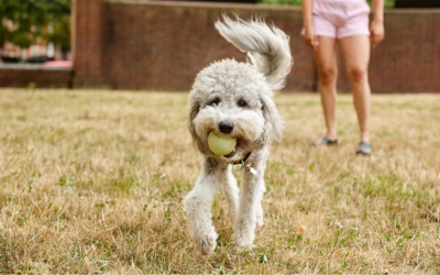 Is Pet Insurance Worth It?