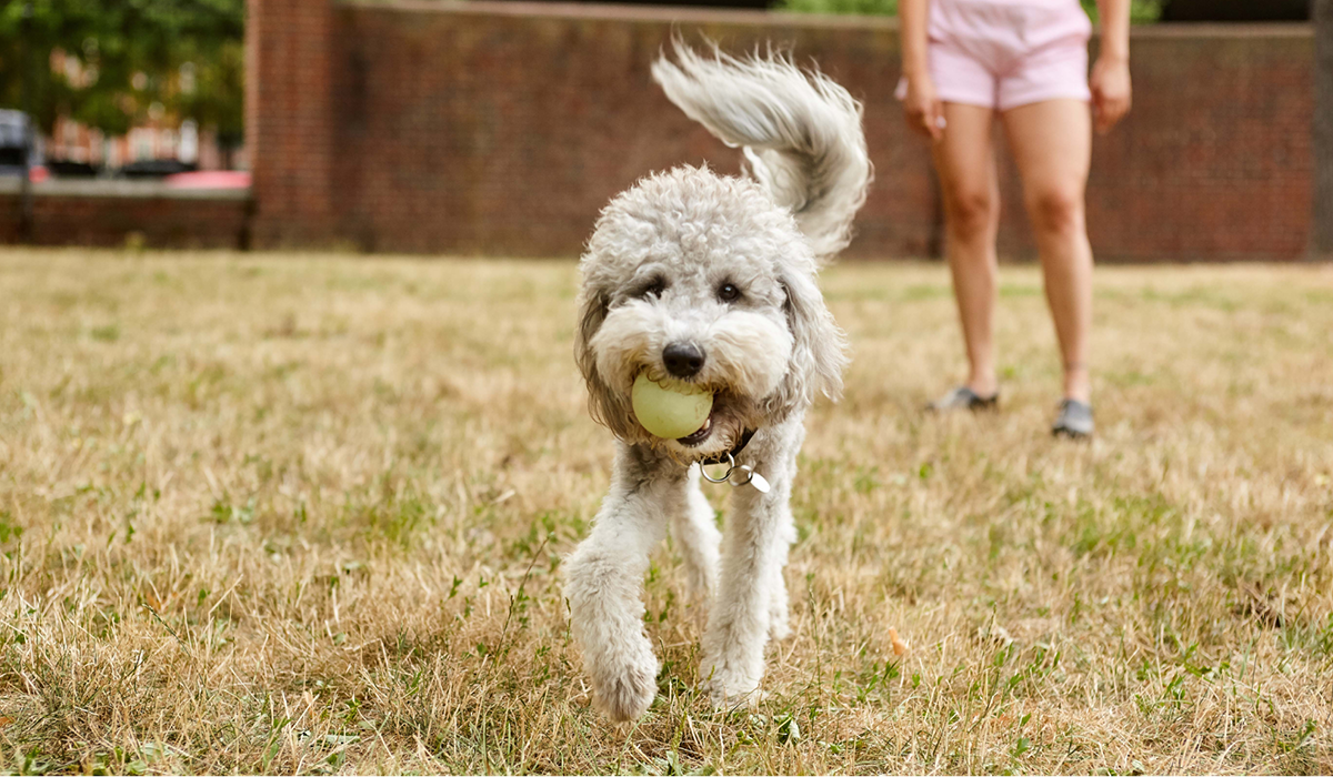 Happy dog with a ball running in a park
