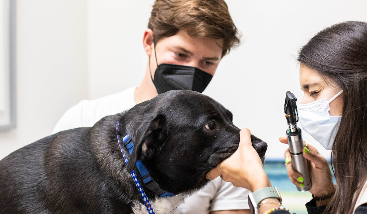 A veterinarian examining a dogs eye while the pet parent stands next to them