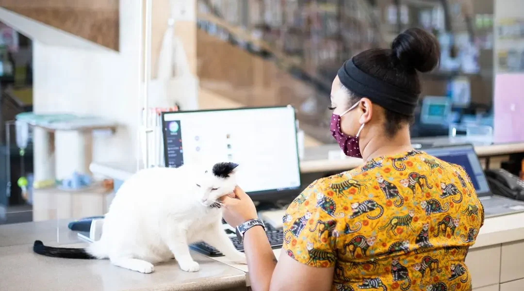 A Veterinary CSR petting a cat at the front desk