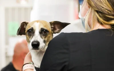 What to Do if You Suspect Your Pet’s Been Poisoned