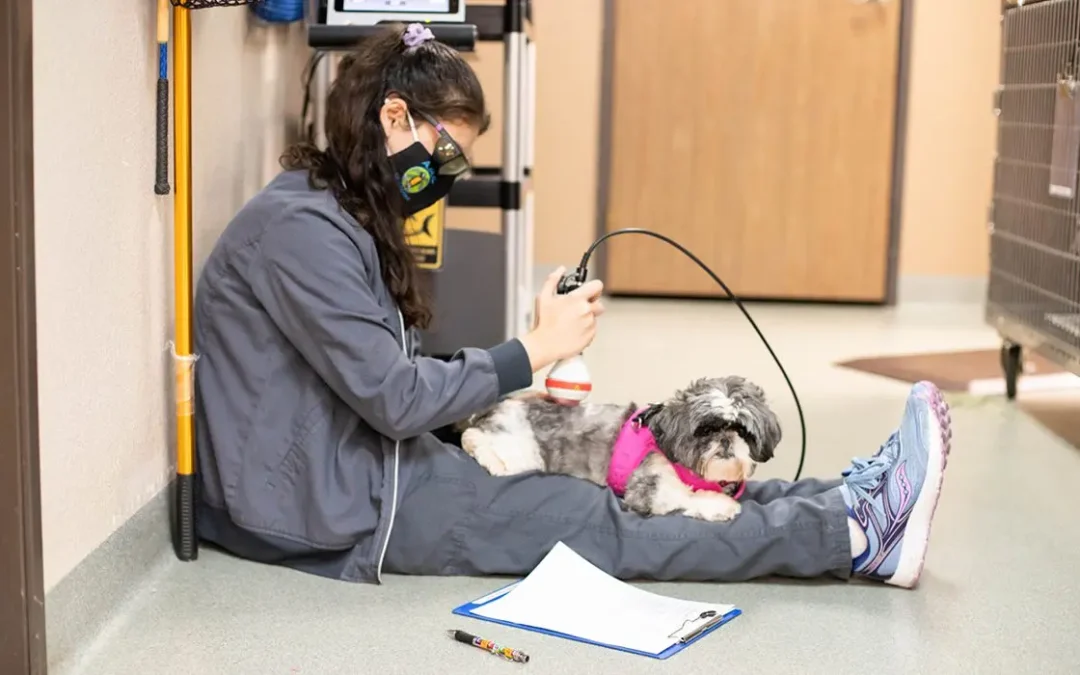 A vet tech sitting on the floor while performing laser therapy on a pup
