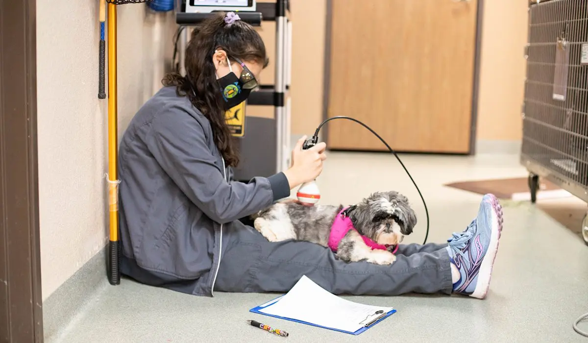 A vet tech sitting on the floor while performing laser therapy on a pup