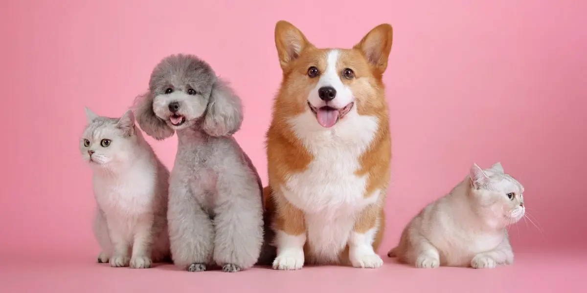 Photo of four dogs on a pink background