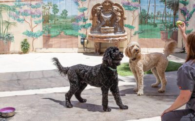 How to Pick a Good Boarding Facility for Your Pet