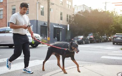 Is Your Pet’s Poop Normal? Why Gut Health Matters