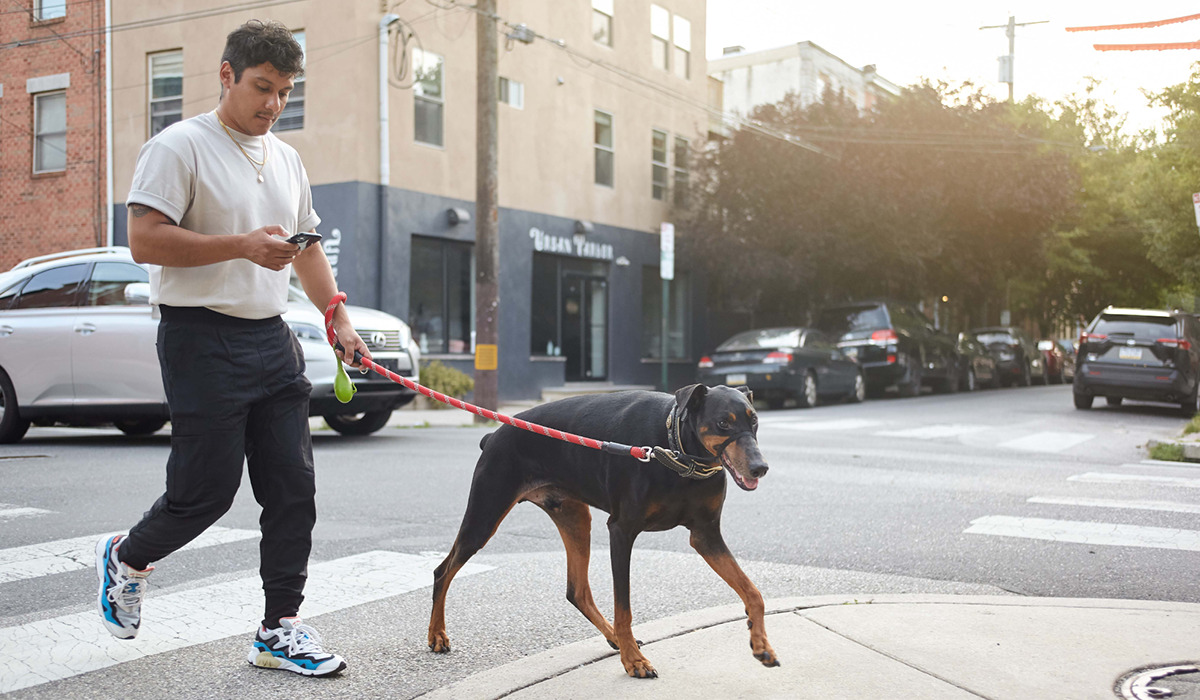 Man walking his dog in a city while using his smartphone