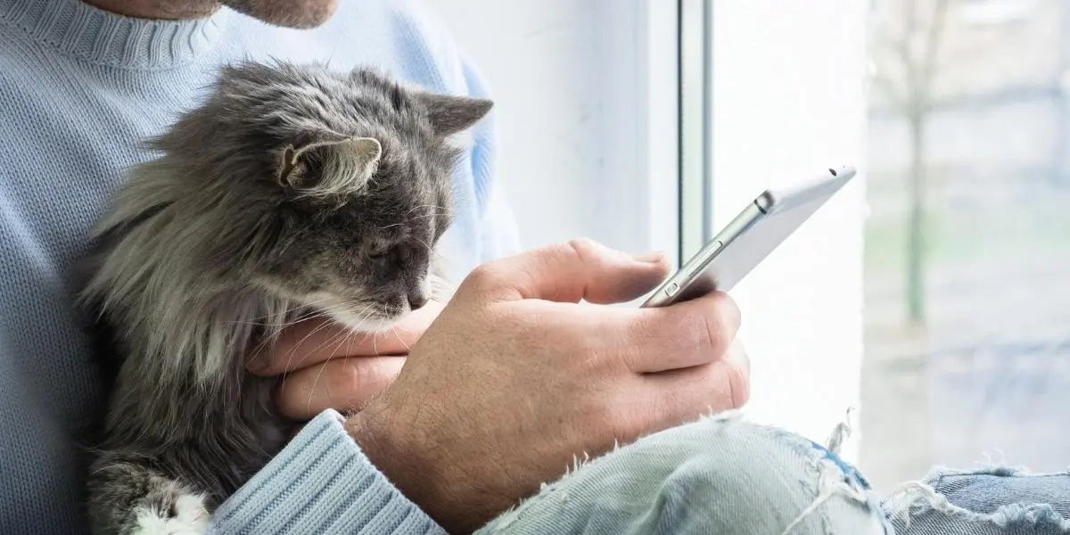 Pet parent using their smartphone while their cat sits on their lap