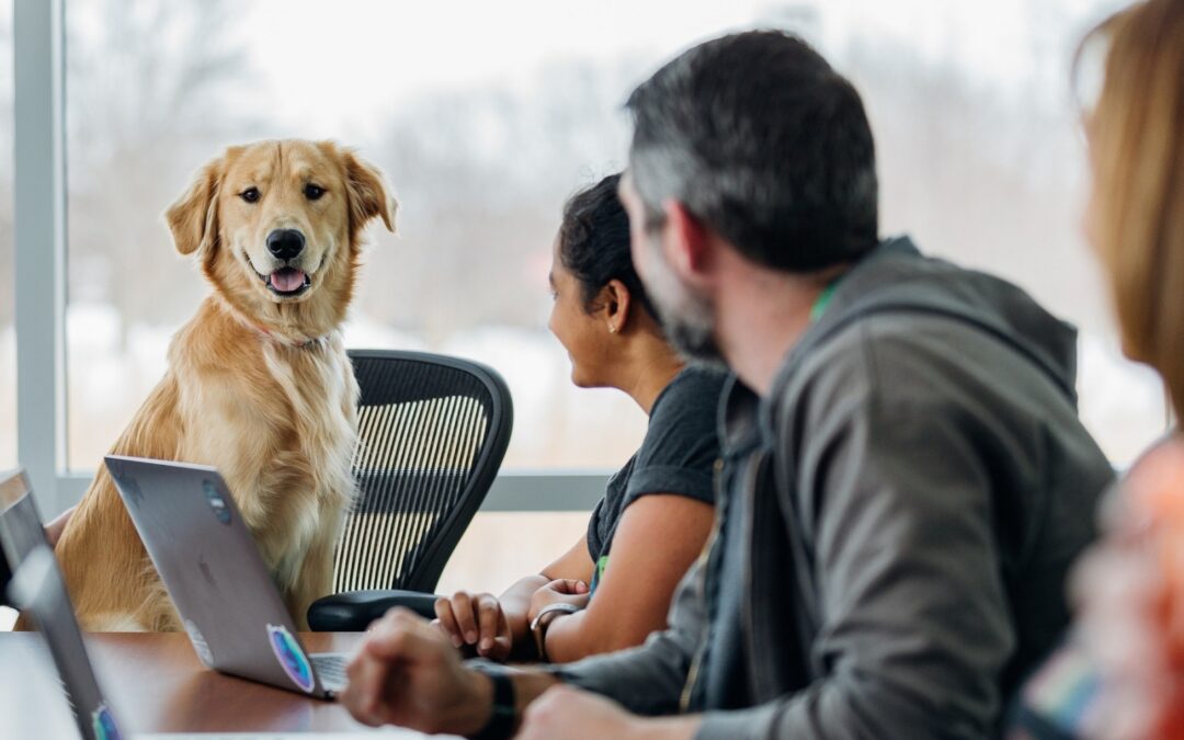Three people in an office conference room with a happy dog sitting in a chair.