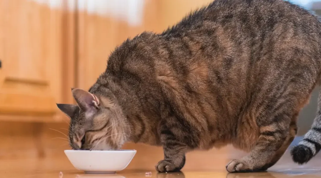 An overweight cat eating