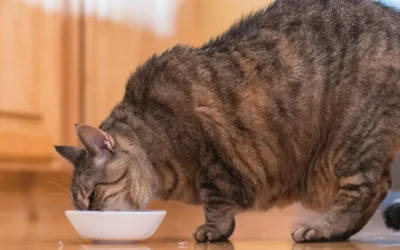 Pet Parent Concerns: Let’s Talk About Pet Obesity