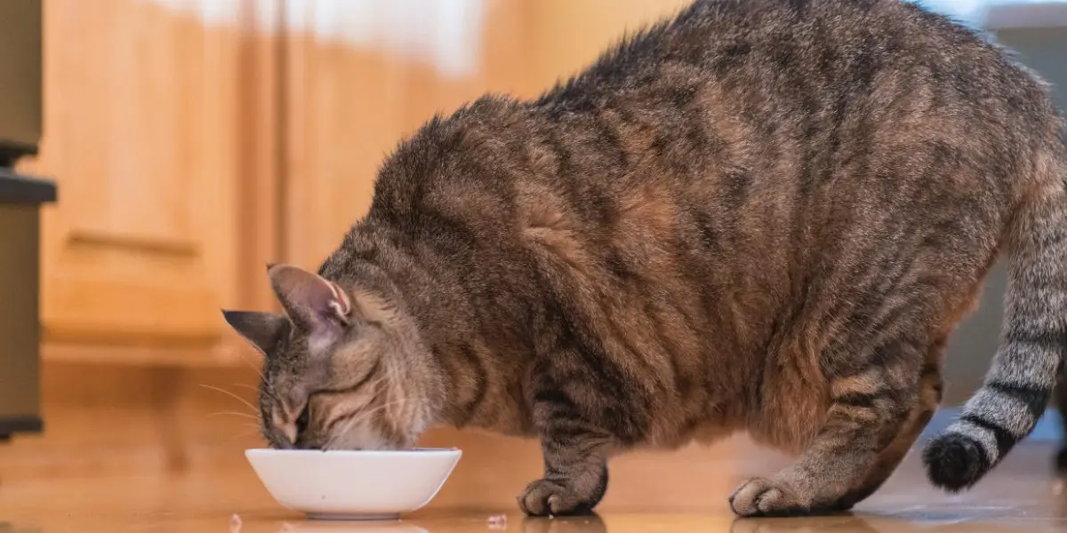 An overweight cat eating
