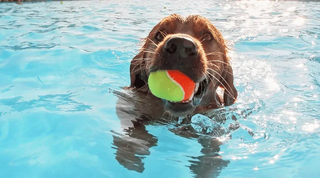 A cute puppy swimming in a pool with a tennis ball in their mouth