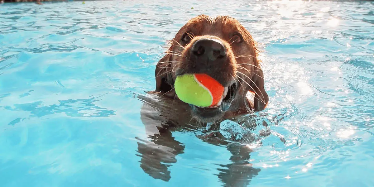 A cute puppy swimming in a pool with a tennis ball in their mouth