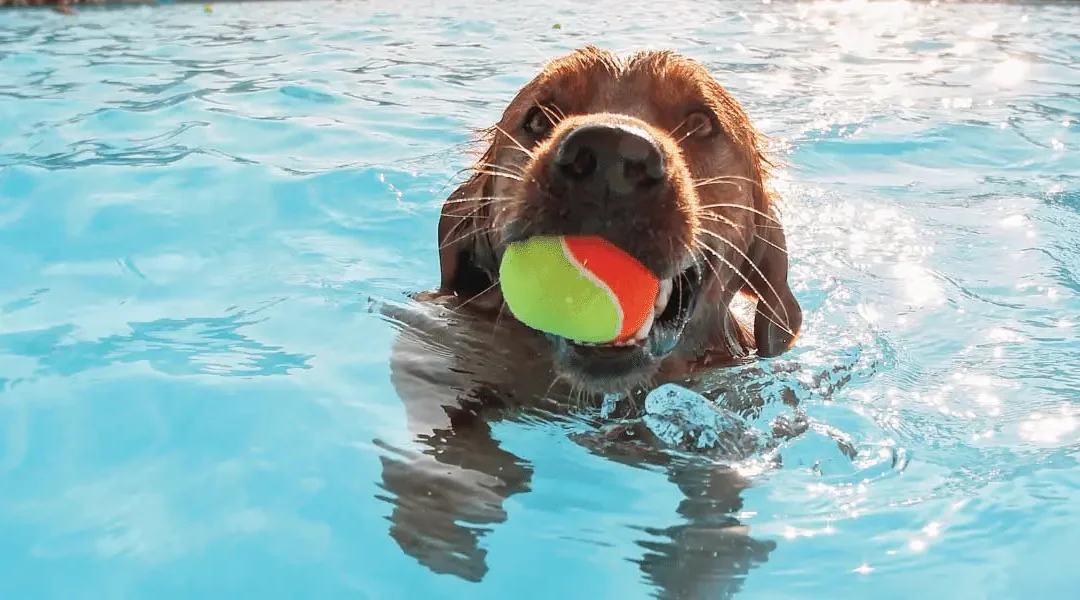 Puppy playing in a pool with a ball