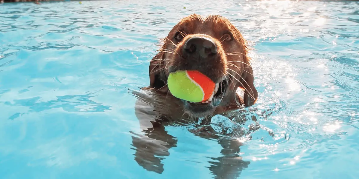 Puppy playing in a pool with a ball