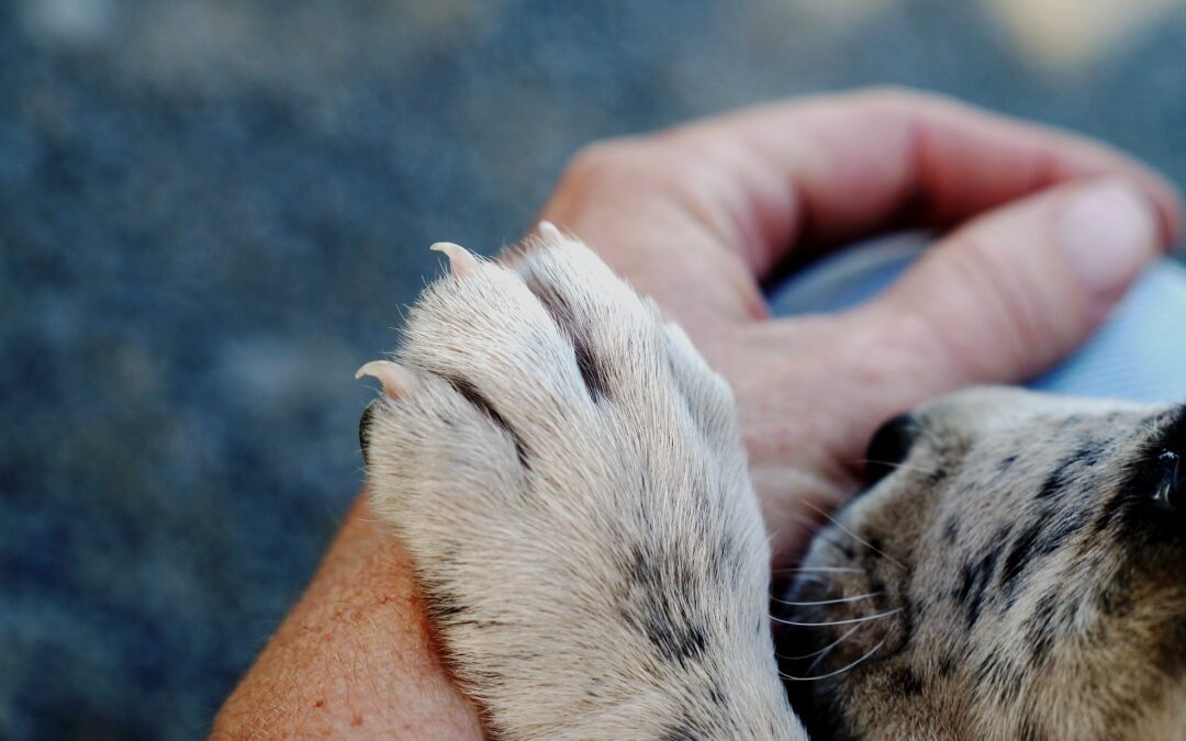 A dog paw laying on a human hand