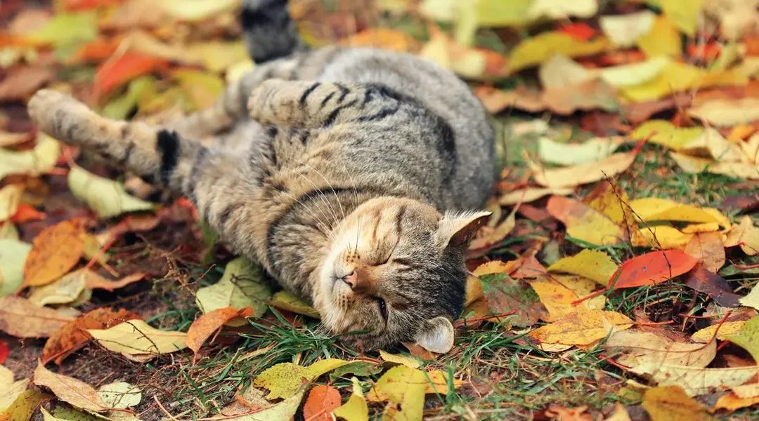 Cat happily rolling around in leaves