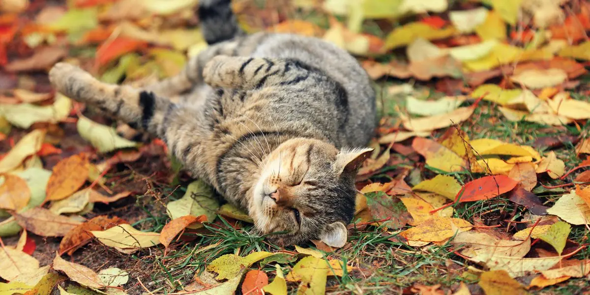 Cat happily rolling around in leaves