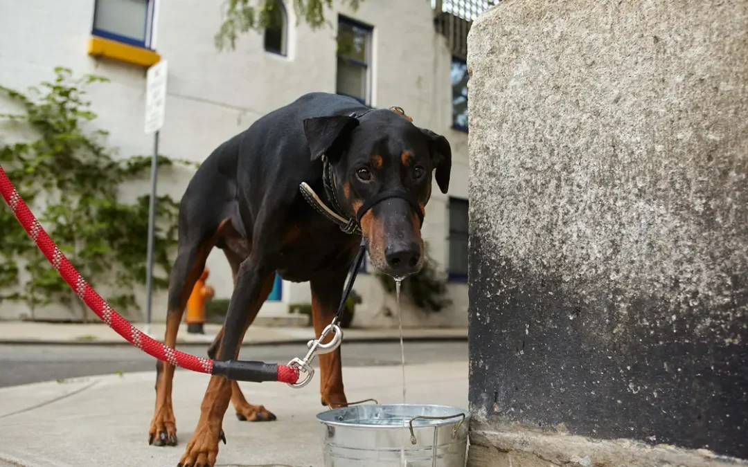 Dog drinking from a water bowl while on a walk