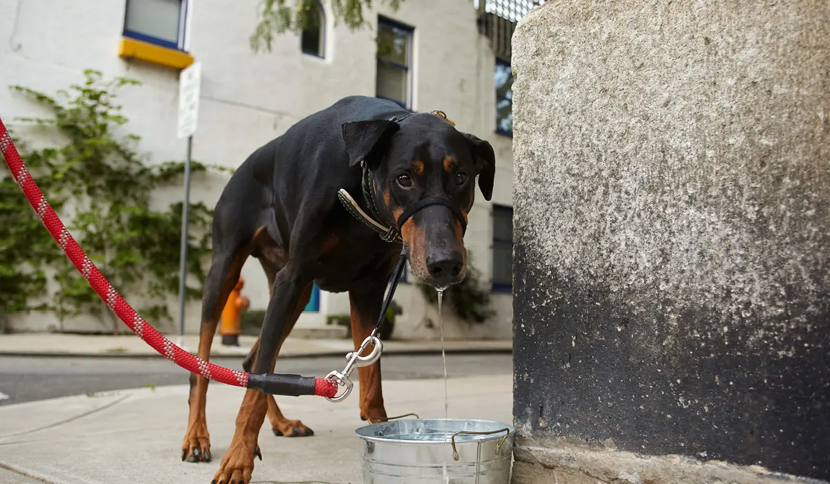 Dog drinking from a water bowl while on a walk