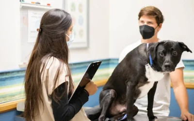Pet Safety Around Fireworks & Independence Day: A Quick and Easy Guide for Veterinary Professionals