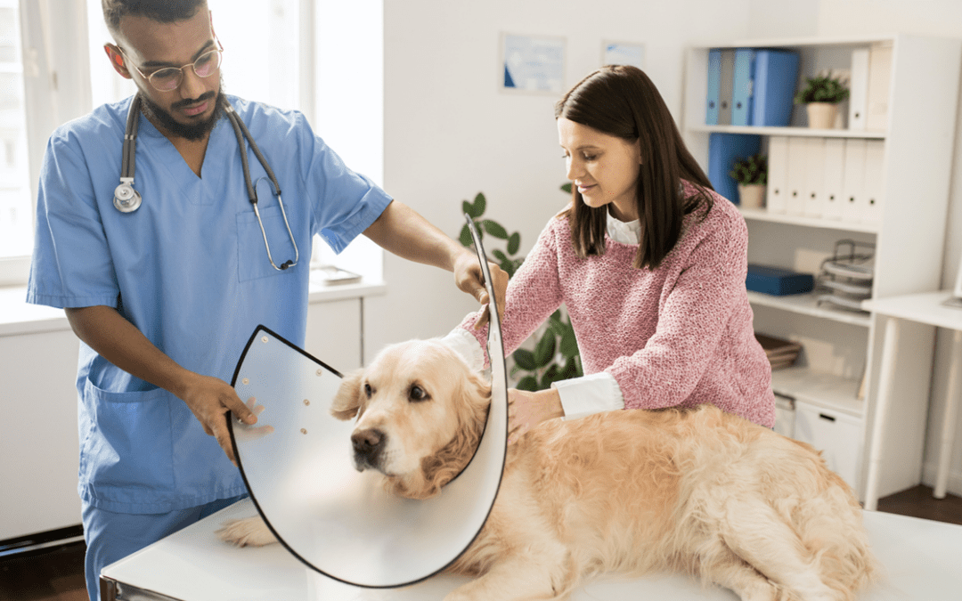 Why Your Veterinary Business Isn't Growing and How PetDesk Can Help